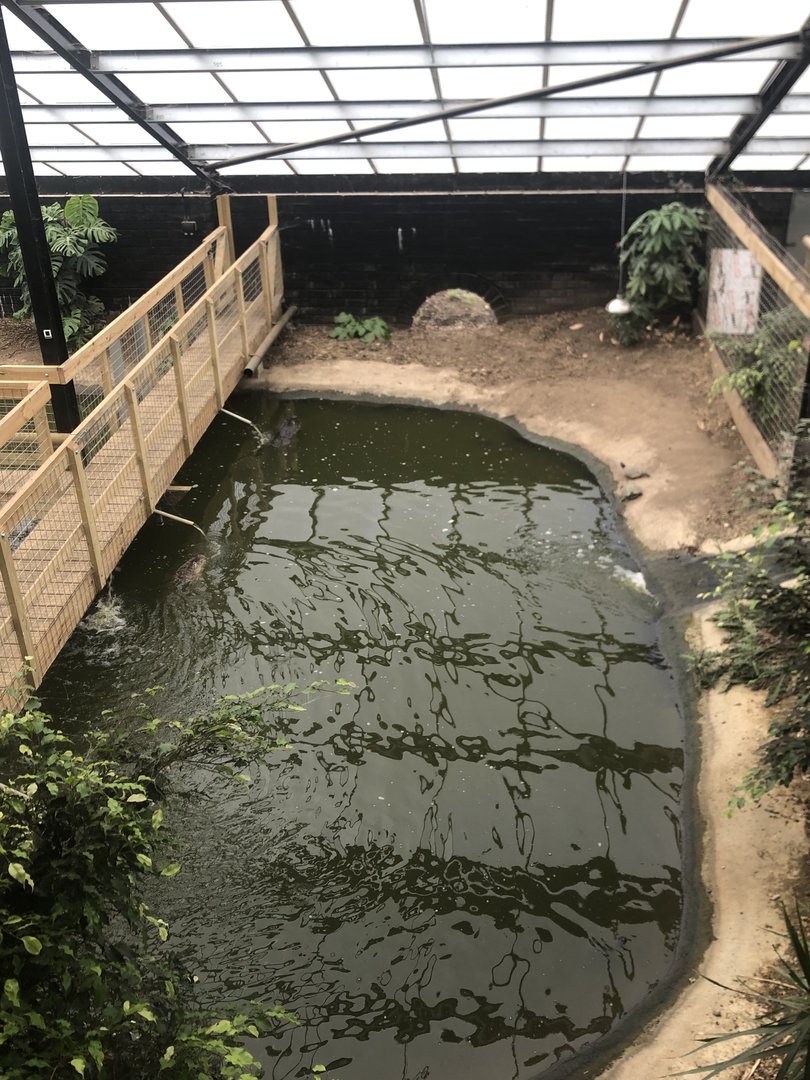 One of 2 American Alligator Enclosures