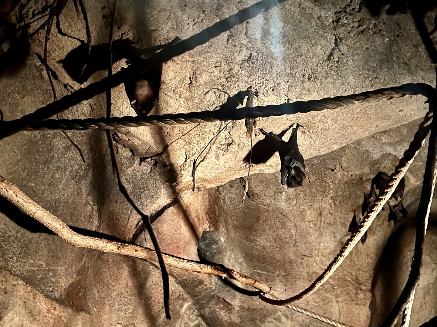 One of 5 (maybe 8) Bat Species on Exhibit