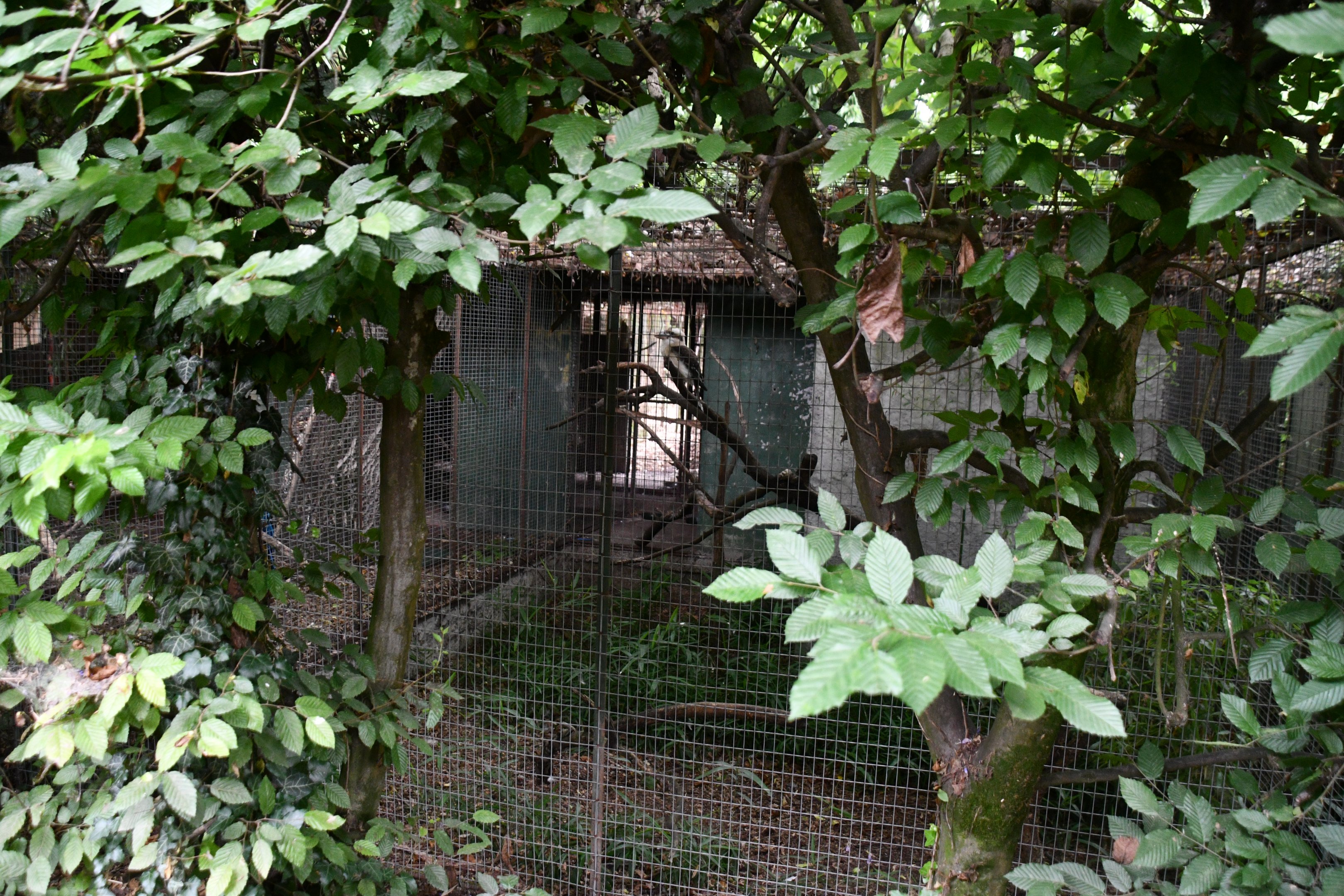 one of a row of Parrot cages (semi-off show?) next to the cafeteria