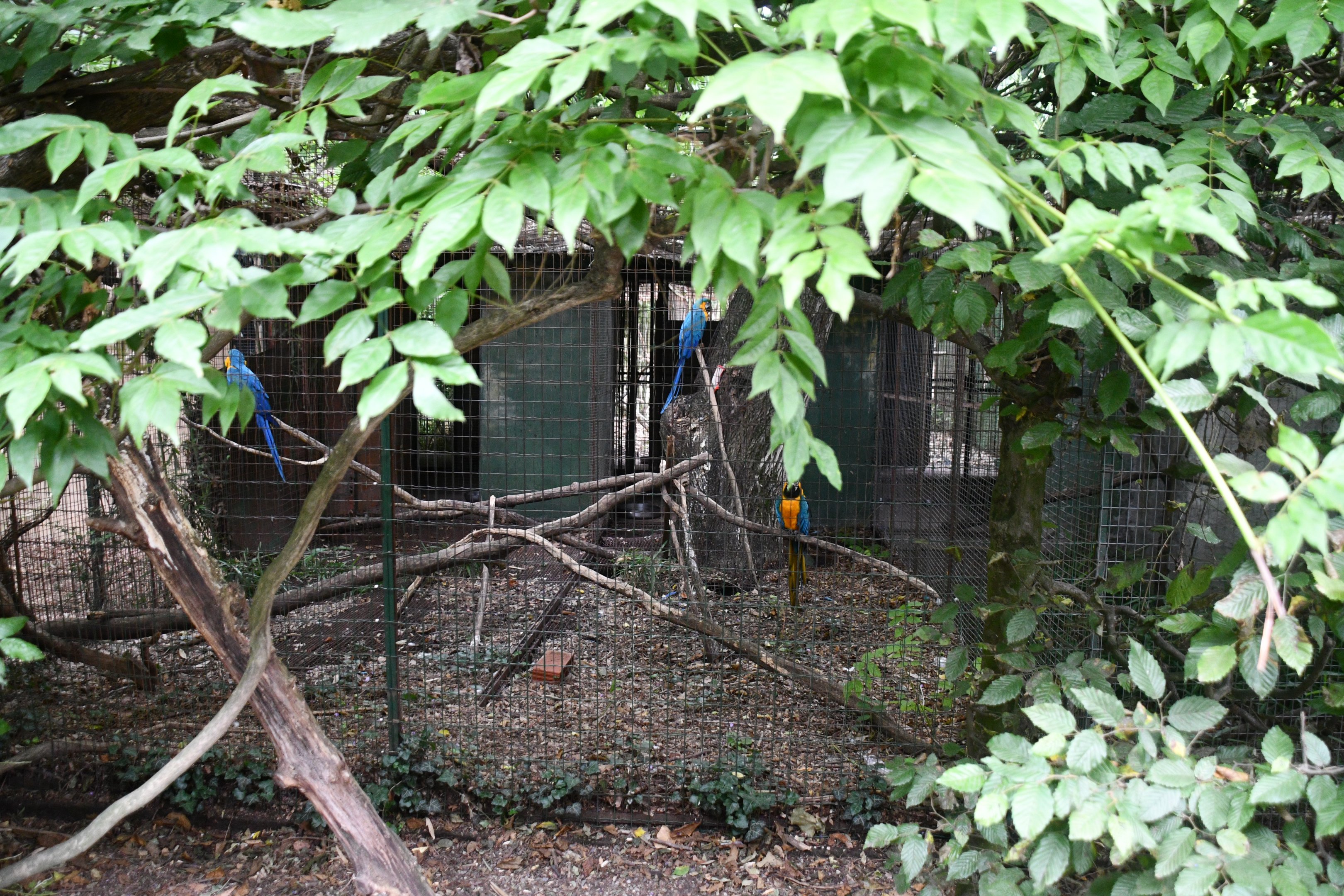 one of a row of Parrot cages (semi-off show?) next to the cafeteria