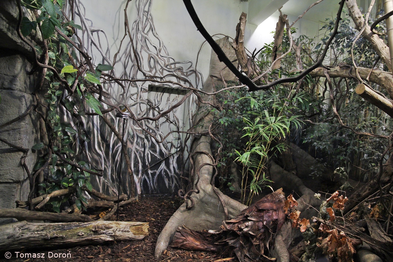 One of aviarys inside the Birdhouse, January 2021