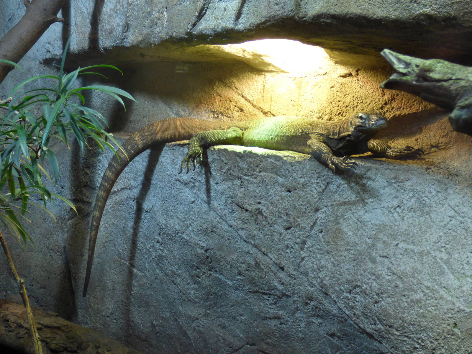 One of Colchester Komodo Dragon juveniles