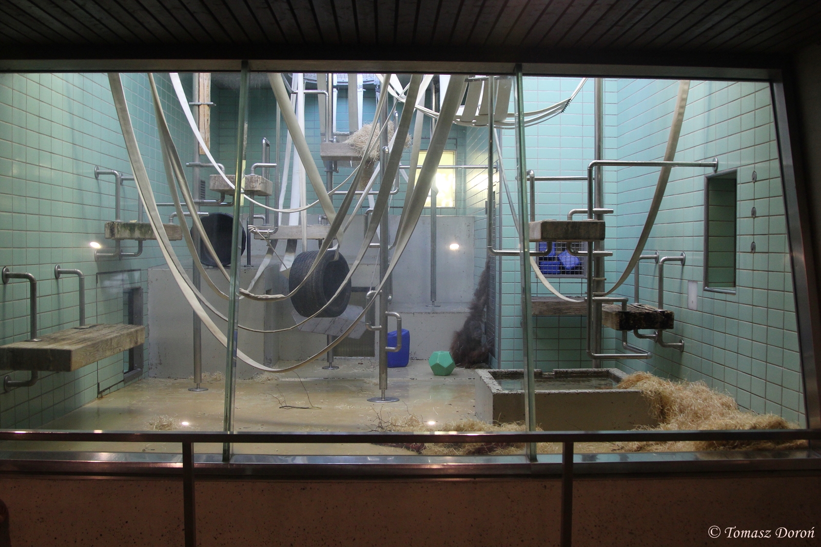 One of enclosures for Orangutans, October 2014