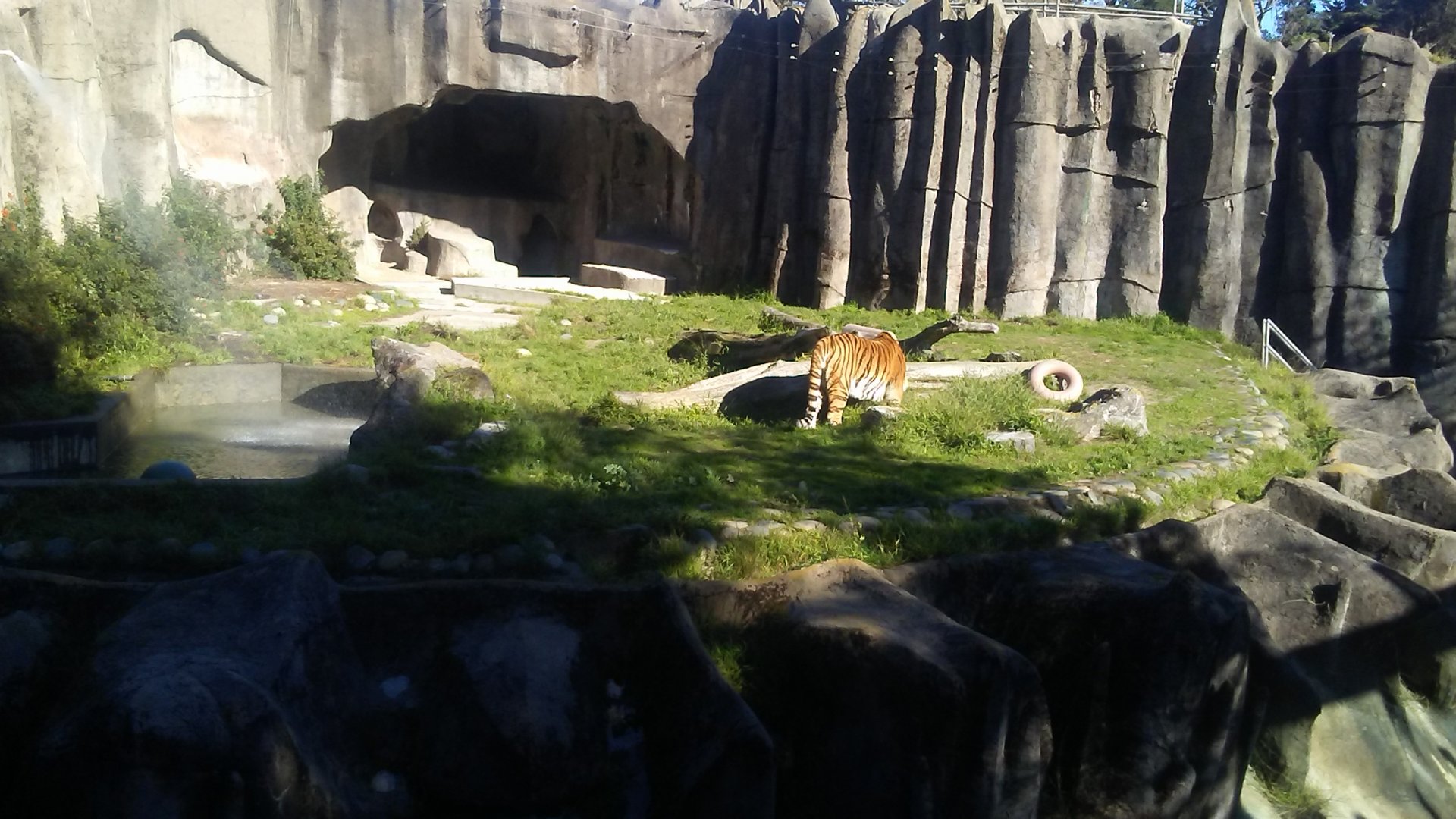 One of four cat grattos (a Siberian tiger is in this one)