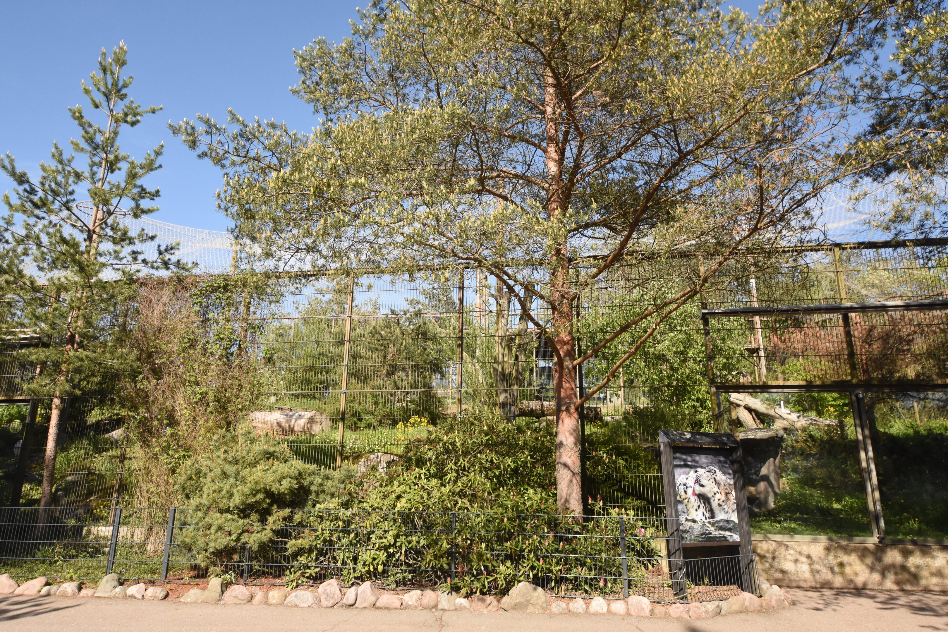 One of four Snow leopard enclosures