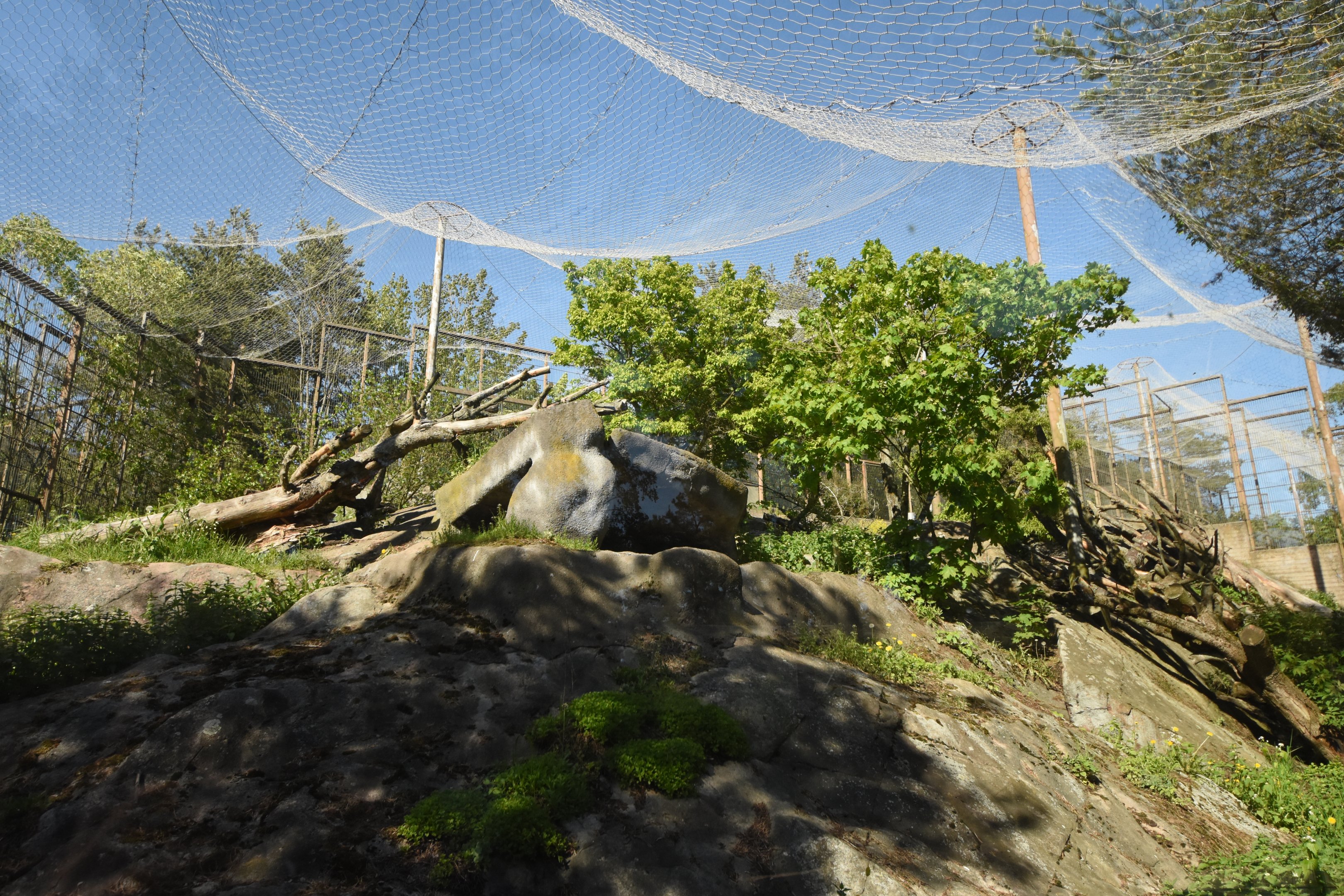 One of four snow leopard enclosures