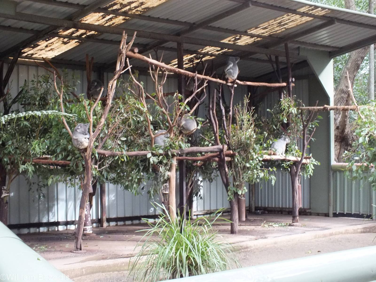 One of Many Koala Enclosures
