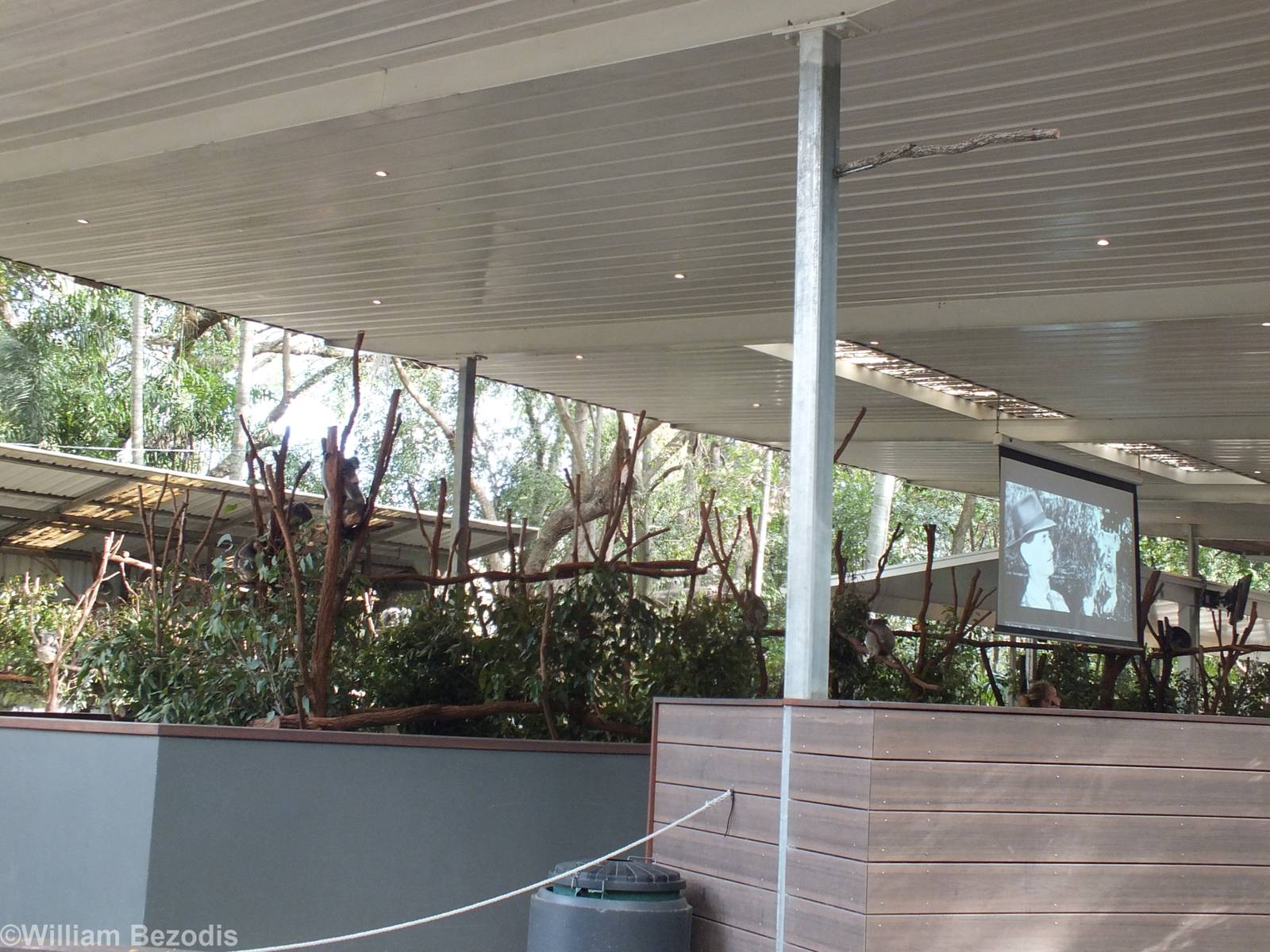 One of Many Koala Enclosures