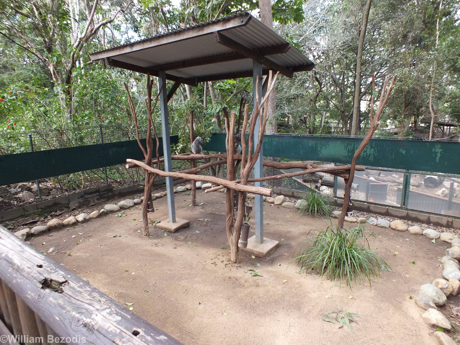 One of Many Koala Enclosures