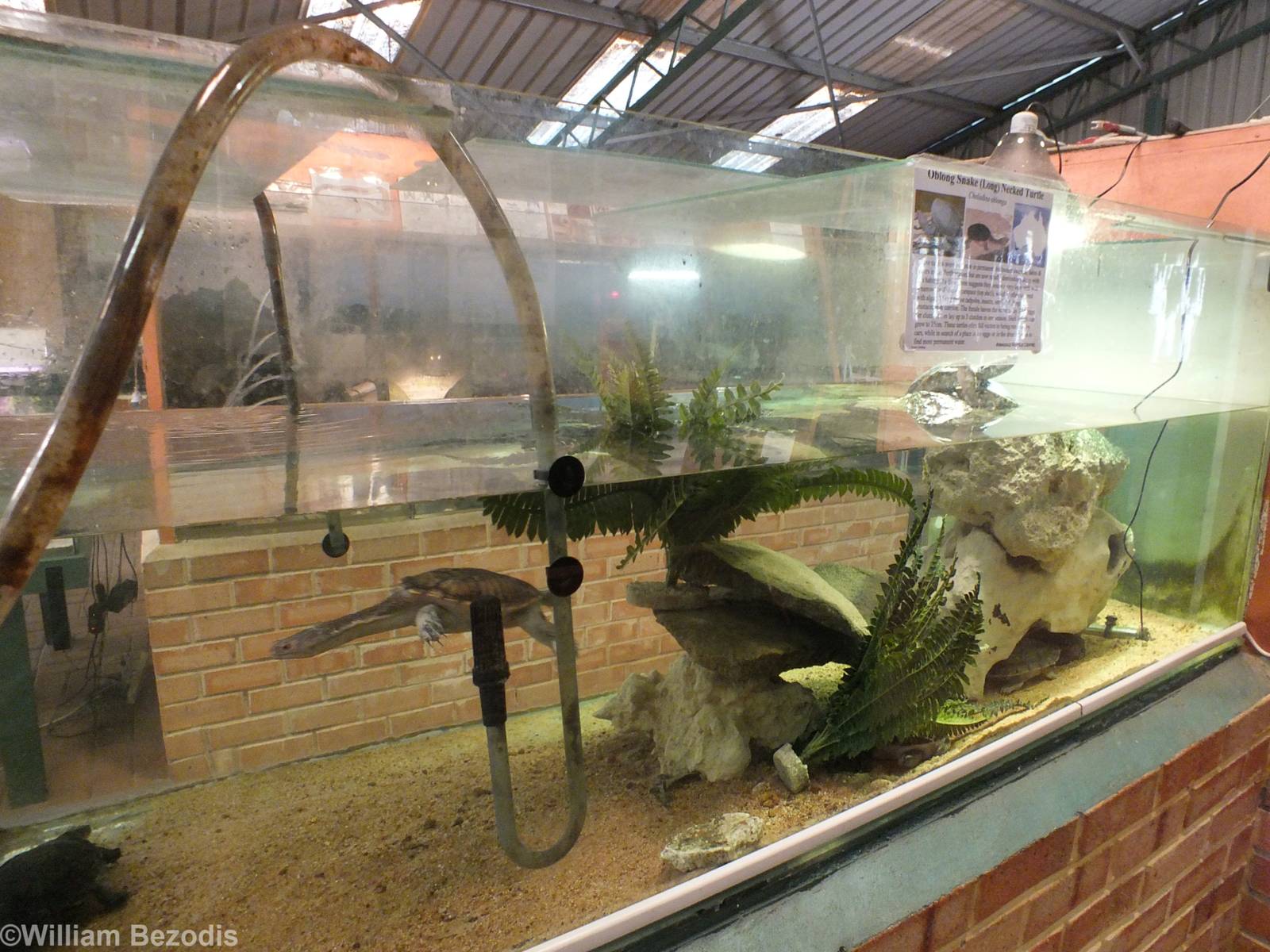 One of Many Oblong Turtle Tanks