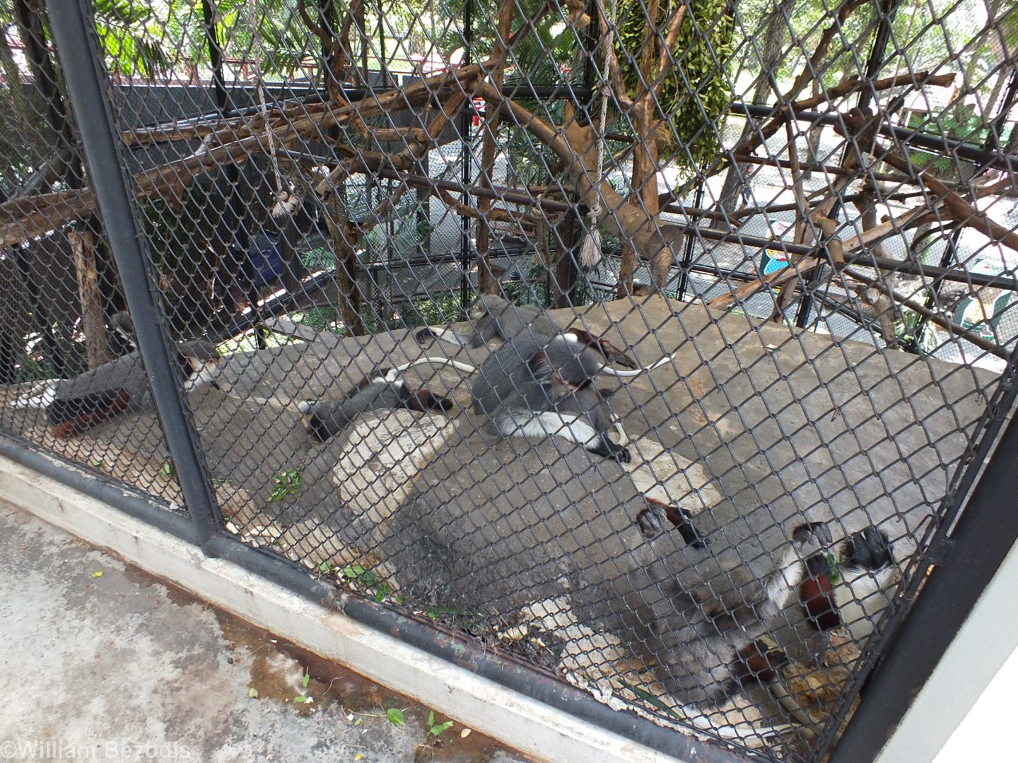 One of Many Red-shanked Douc Cages