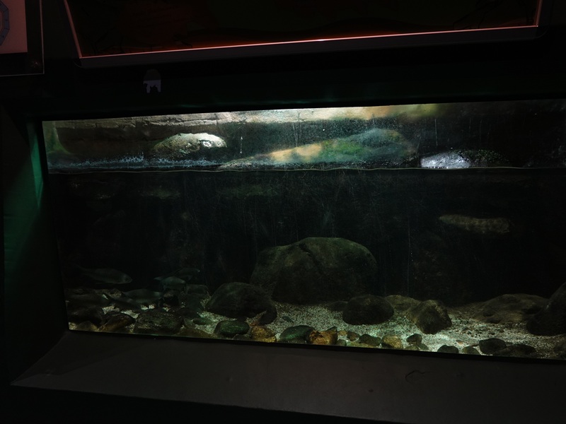 One of many tanks in the aquarium building