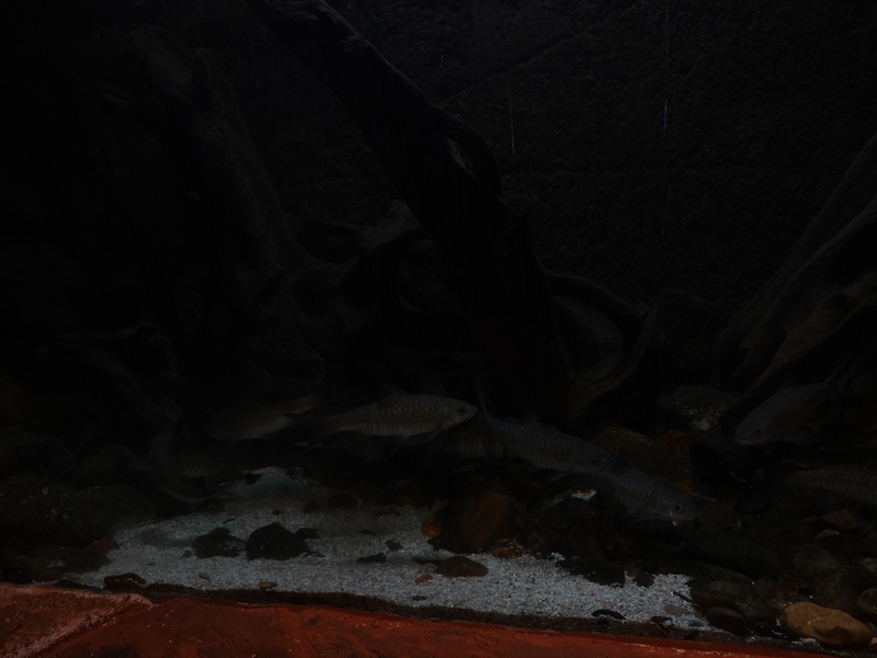 One of many tanks in the aquarium building