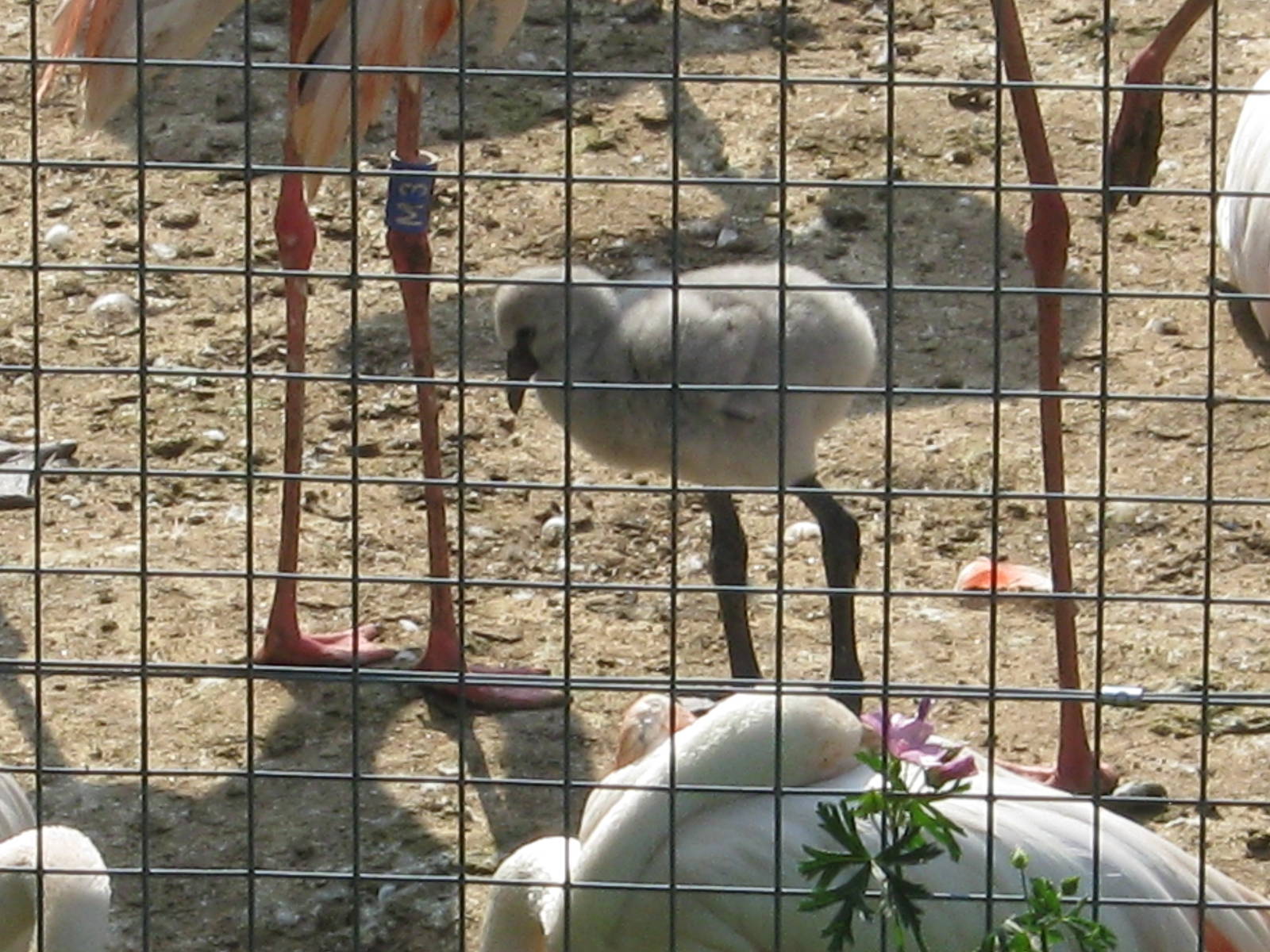 One of Marwells first Flamingos ever to hatch