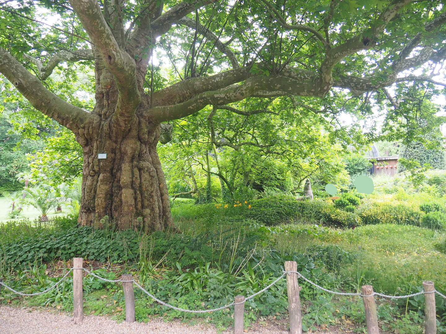 One of my favorite trees and garden areas at Zoo Antwerpen, 2022-05-26