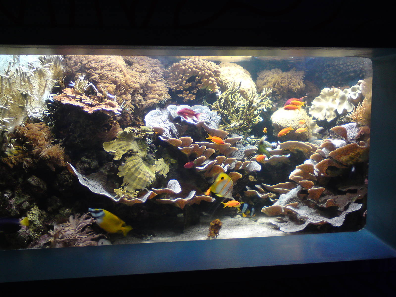 One of Nemo's coral caves, 02/05/2009