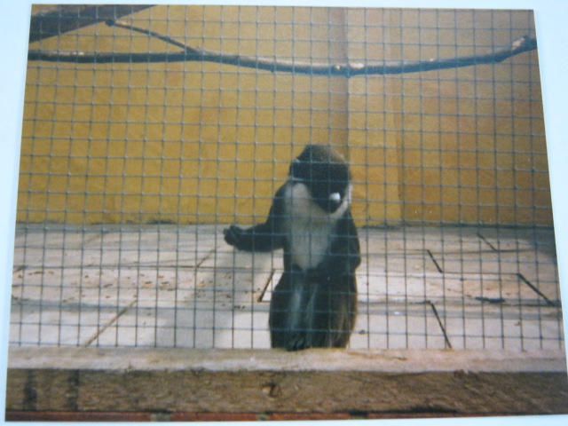 One of pair of Lesser Spot-nosed Guenons. 1989