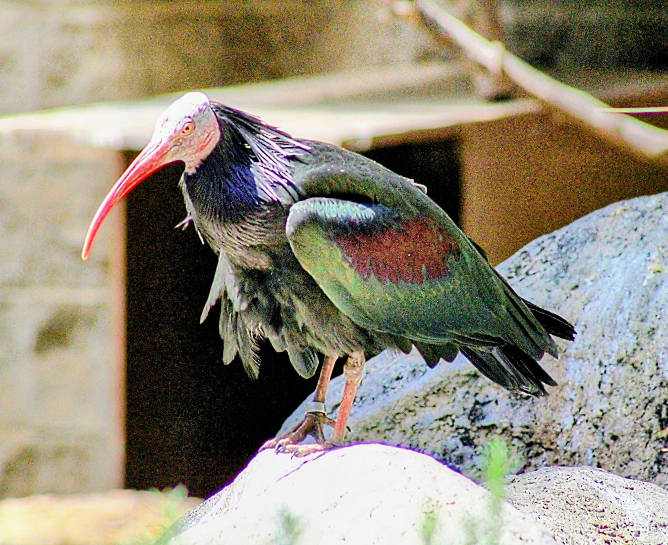 One of Resident Waldrapp Ibises