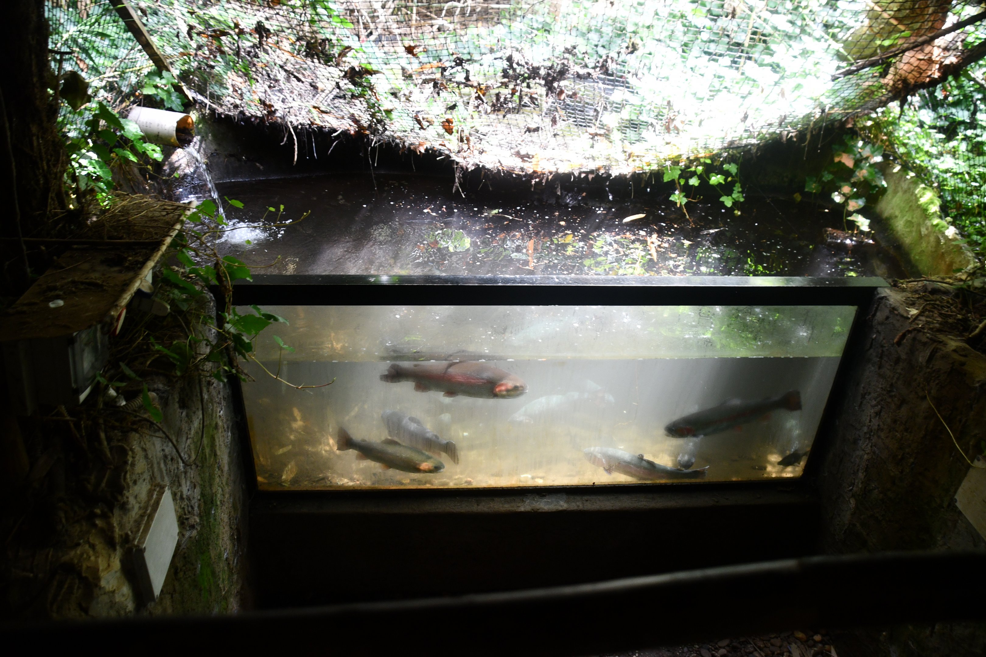 one of several fishtanks in "The River" corridor