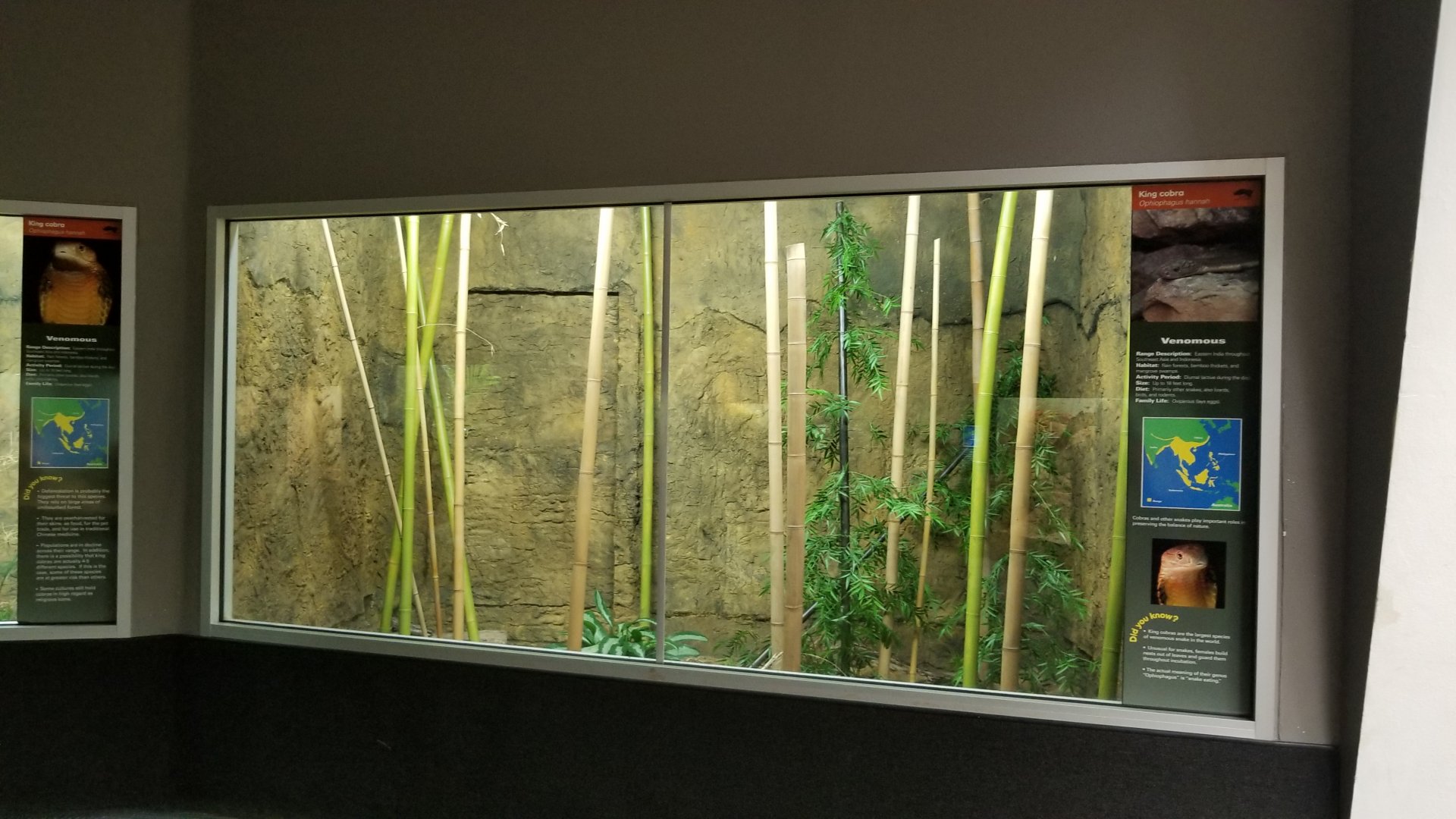 one of several king cobra exhibits