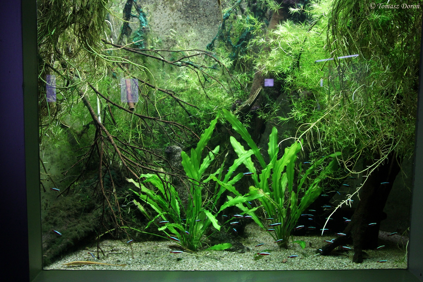 One of small aquarium with South American Fishes