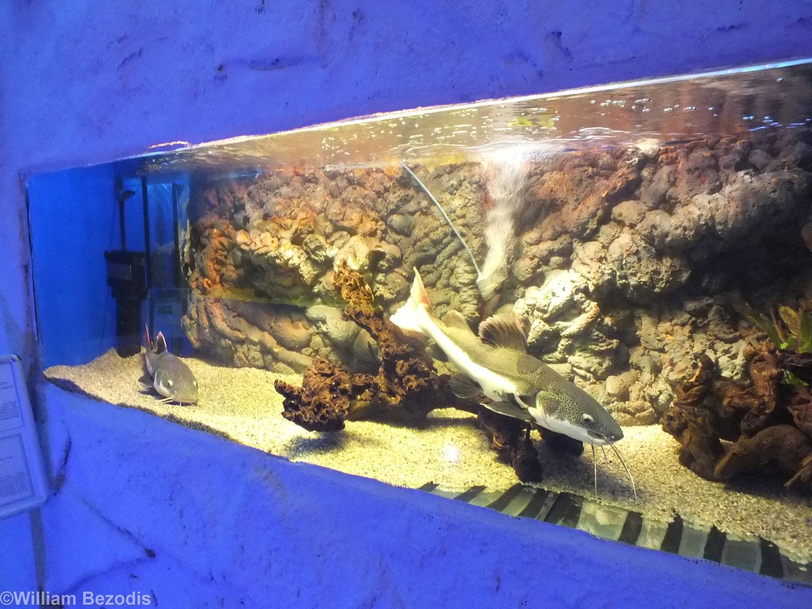 (One of) Tanks for Red-tail Catfish