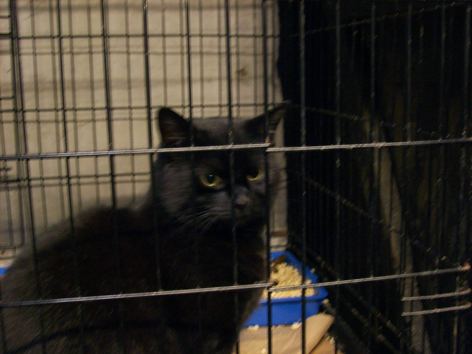 one of the 100+ rescued cats at willows wildlife sanctuary