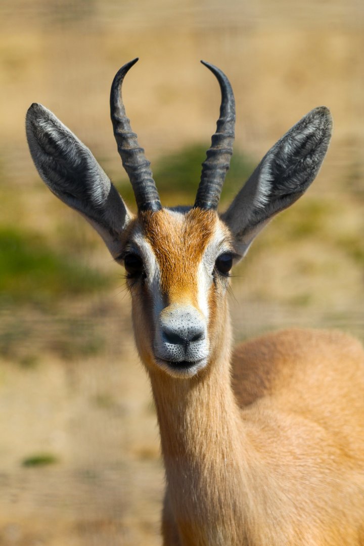 One of the 3 Saharan Dorcas Gazelle