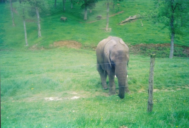One of the African Elephants