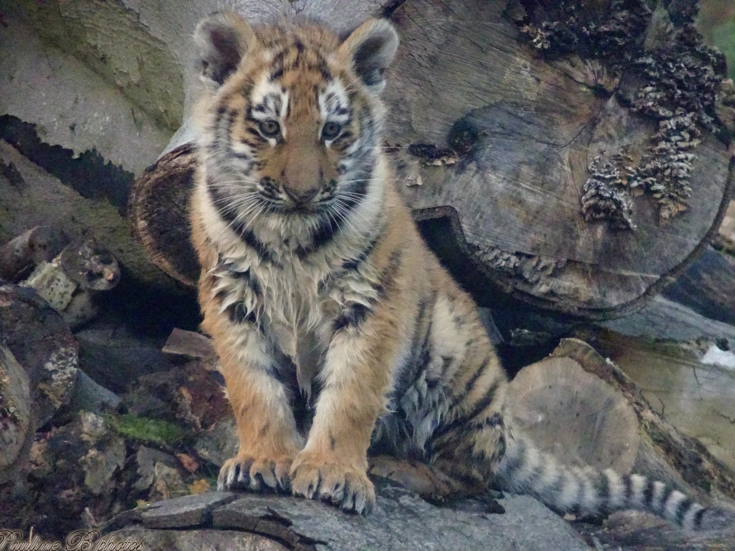 One of the Amur Tiger cubs after playing in the stream 8 November 2025