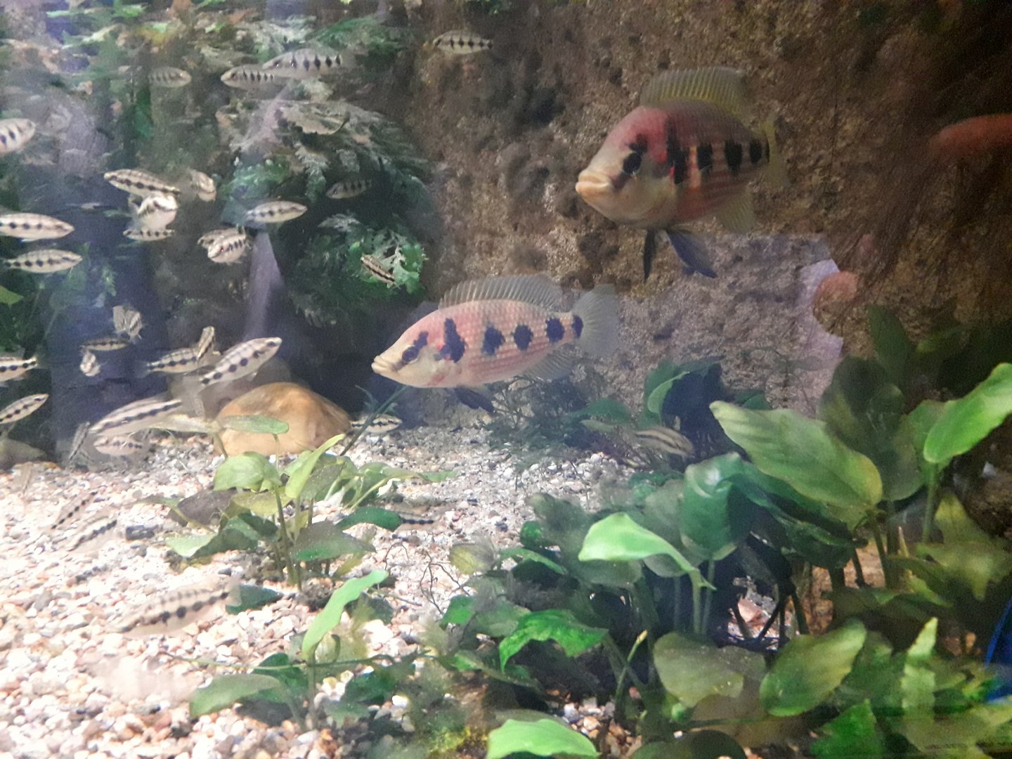 One of the aquariums in the Pavilion of evolution