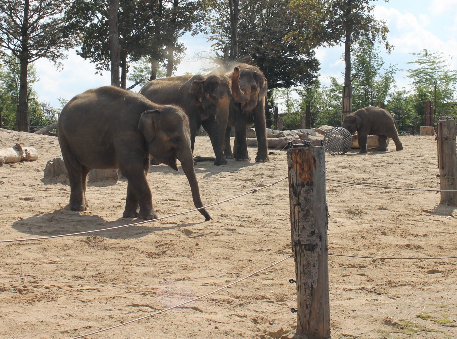 One of the Asian elephant-herds