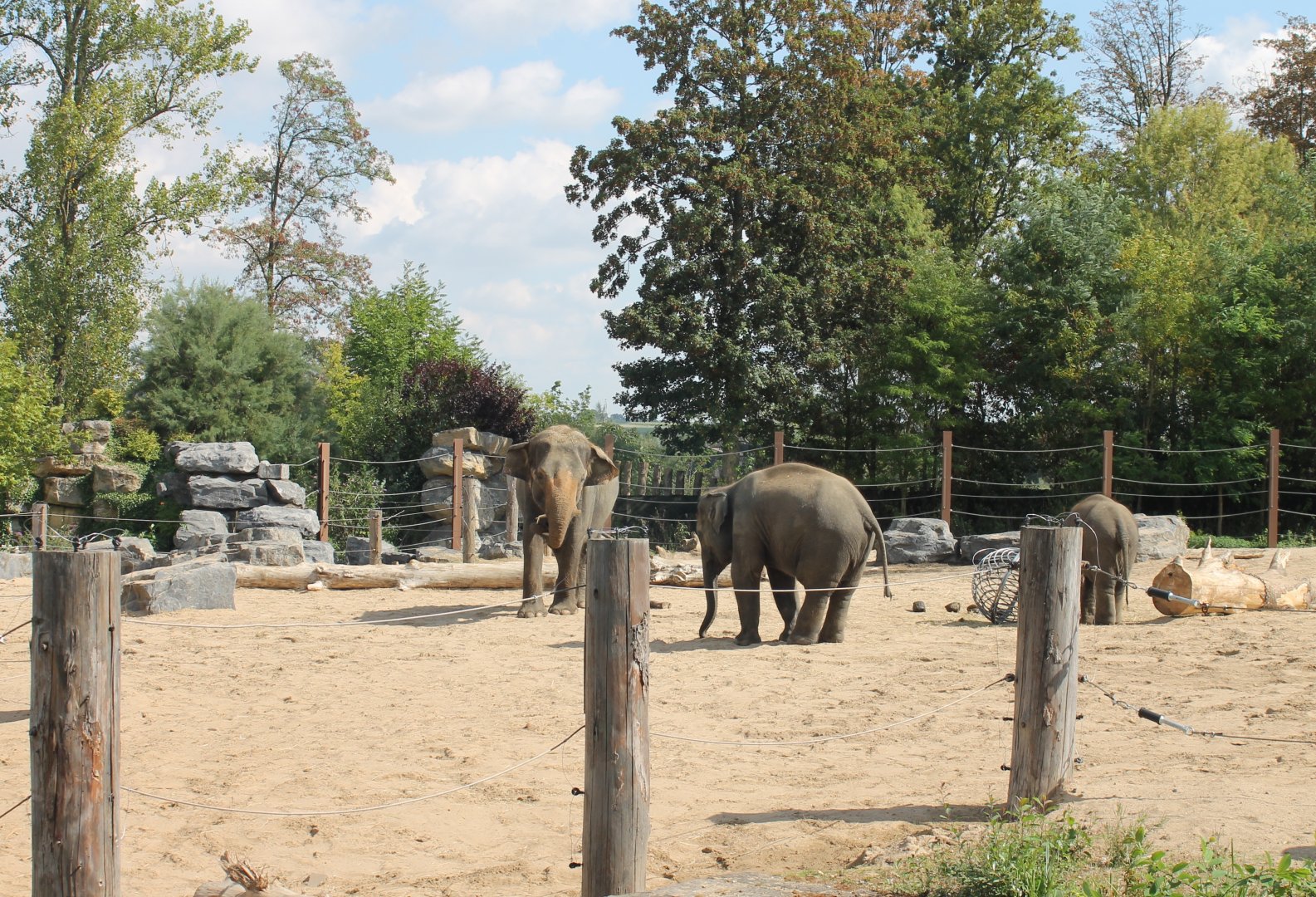 One of the Asian elephant outdoor-enclosures