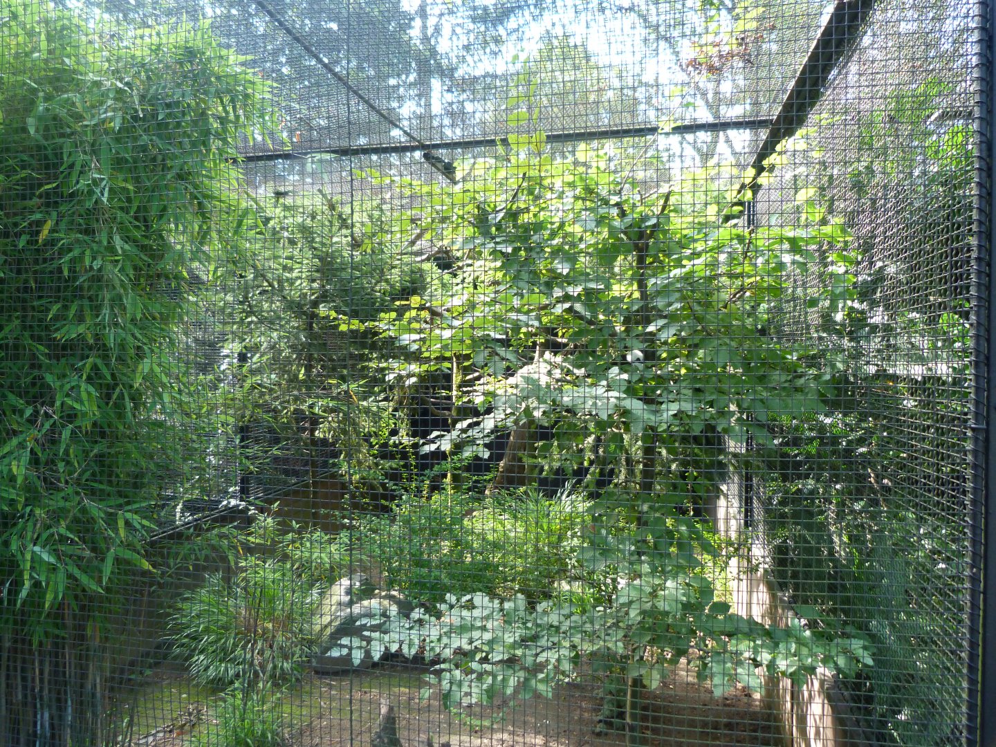 One of the aviaries at the Pheasantry -Zoo Praha (2025)