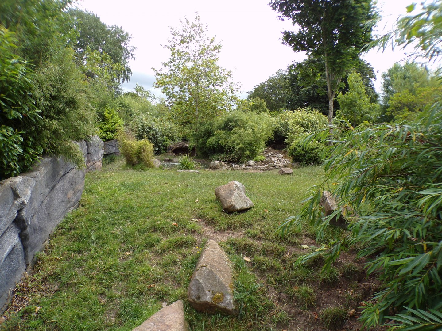 One of the babirusa enclosures 29.6.24