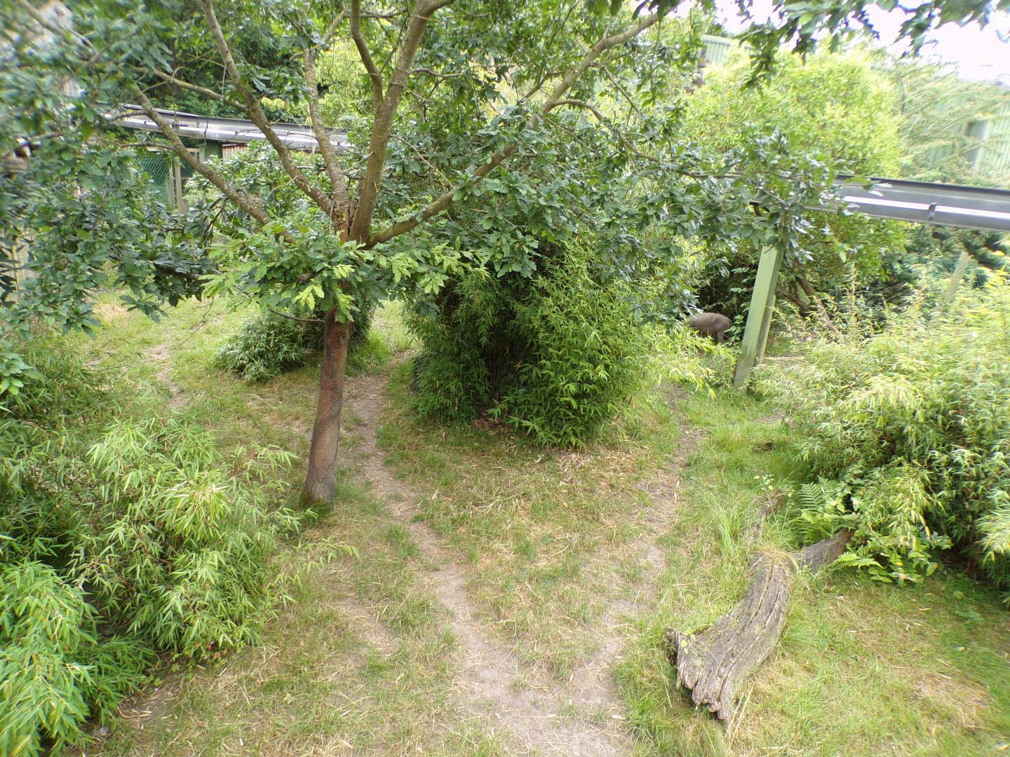One of the babirusa enclosures 29.6.24