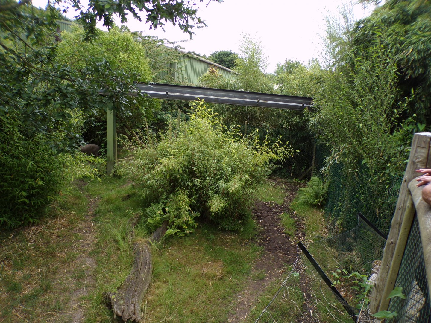 One of the babirusa enclosures 29.6.24