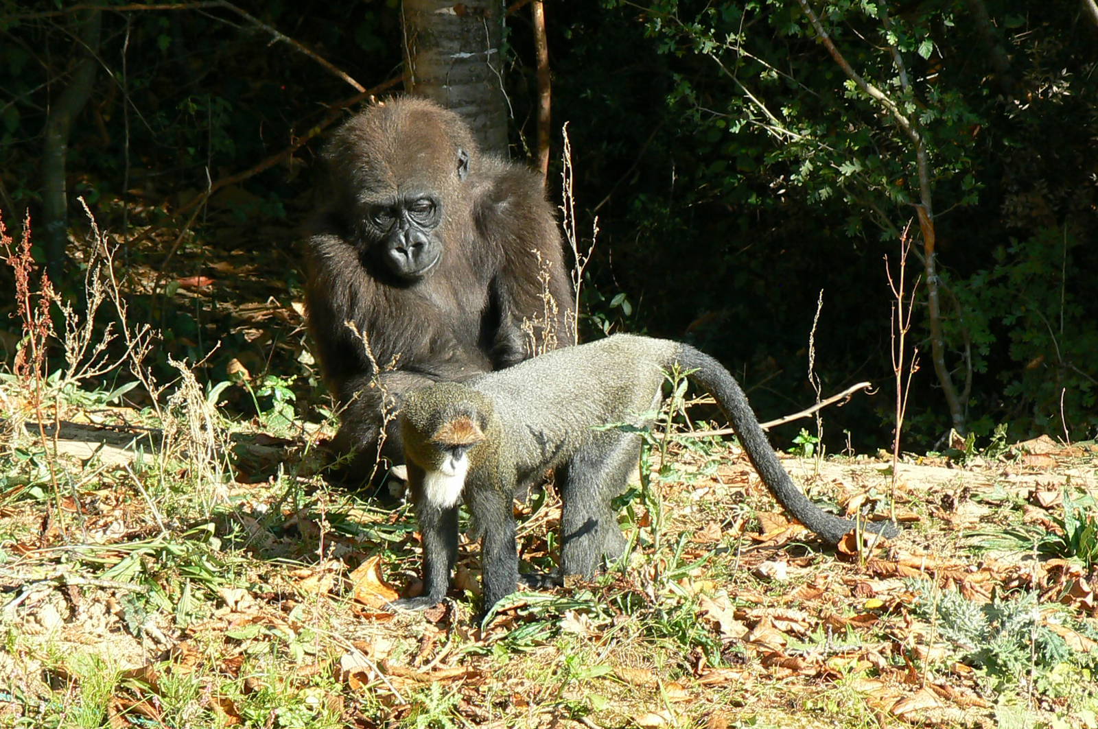 One of the bachelor gorilla with de Brazza monkey