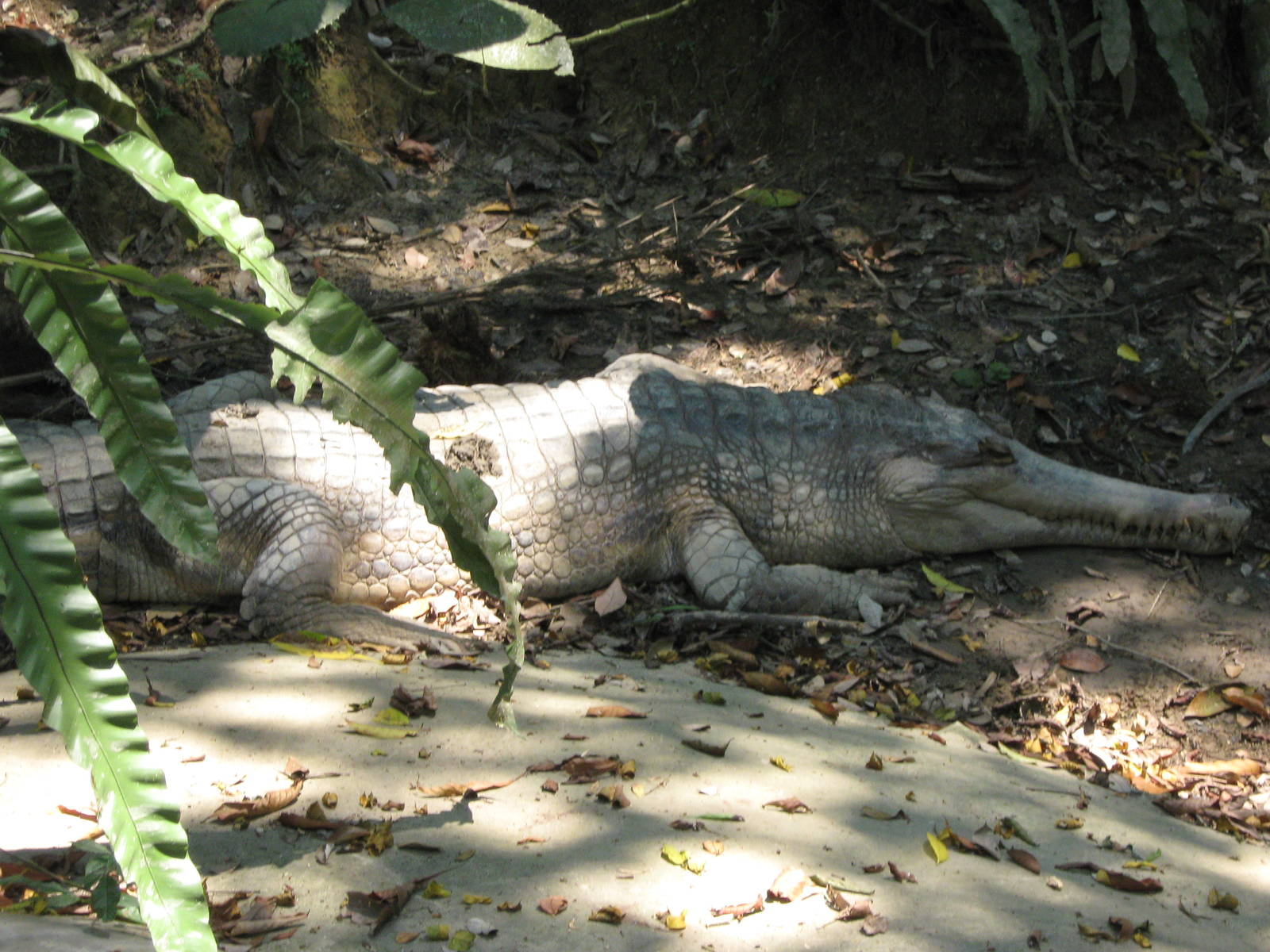 one of the big Tomistoma