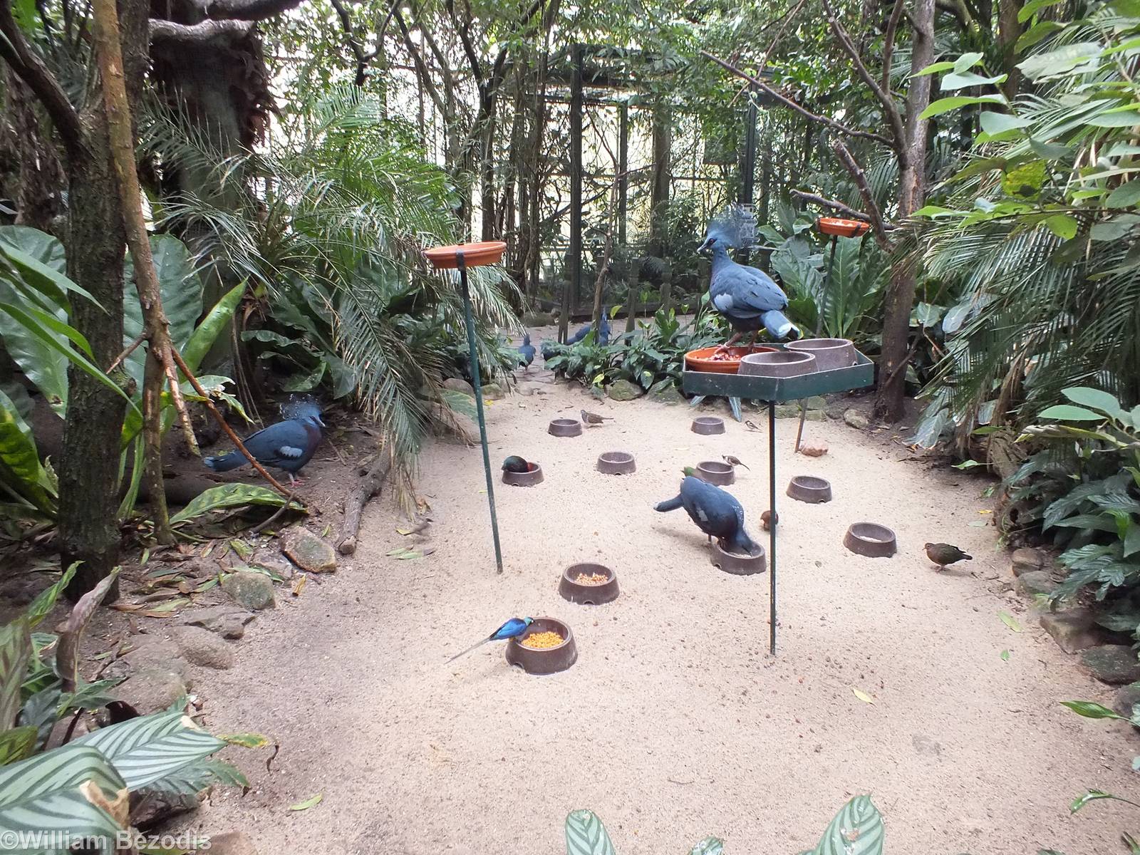 One of the bird feeding areas in the Rainforest Hall
