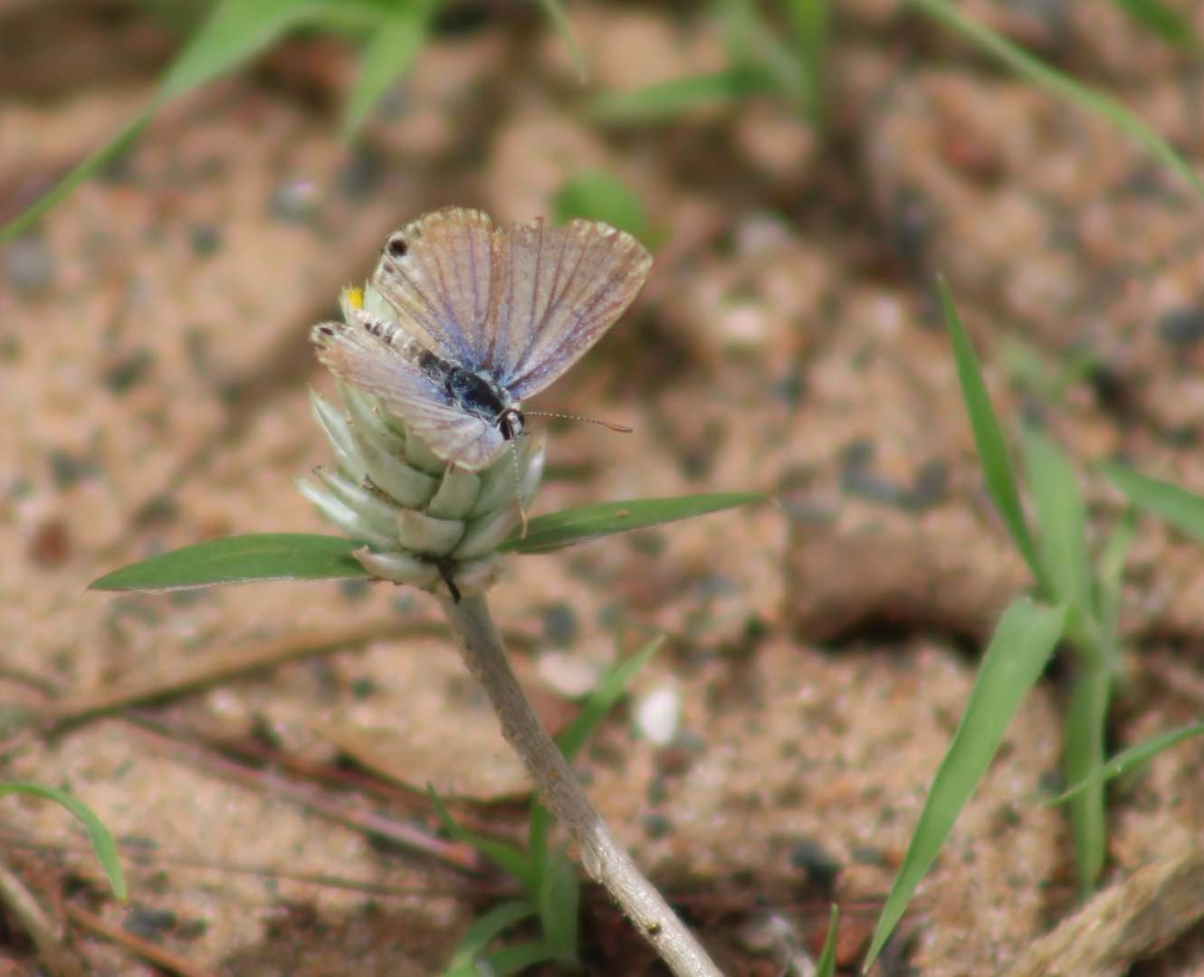 One of the Blue-species