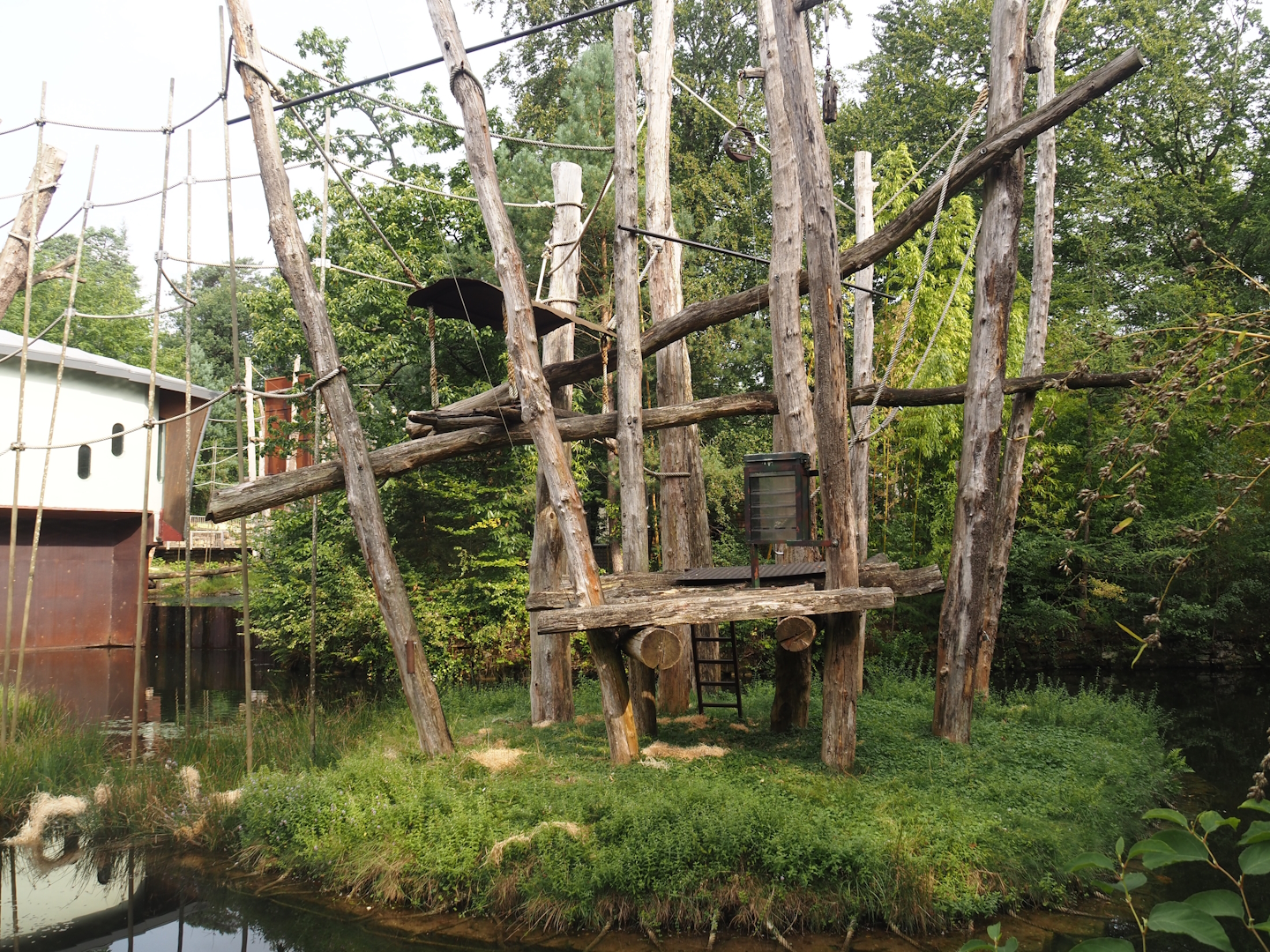 One of the Bornean orangutan islands, 2024-08-18