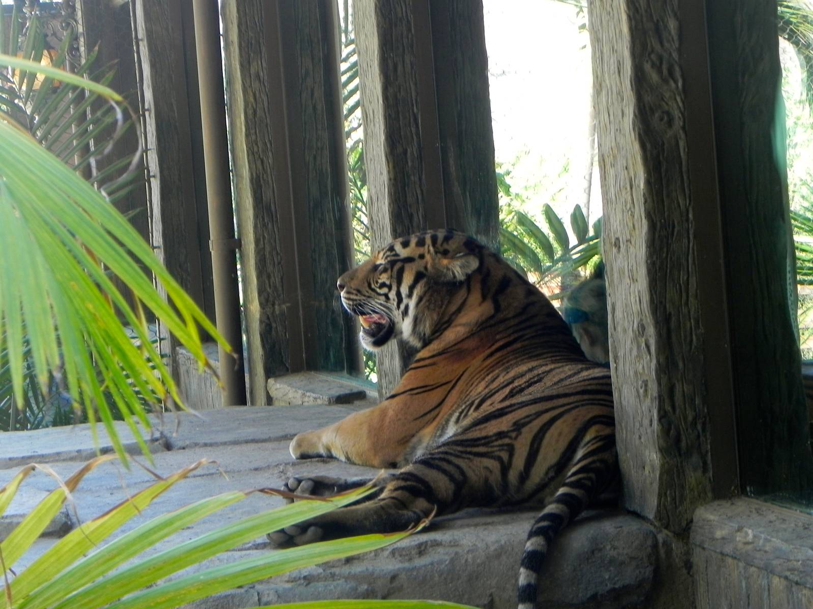 one of the boys in yard 2 Tiger Trail