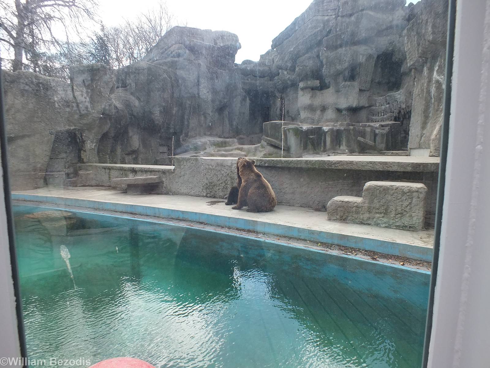One of the brown bear enclosures (U. a. beringianus)