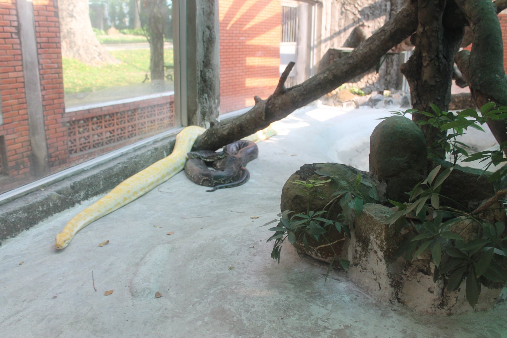 one of the Burmese Python enclosures in the Reptile House