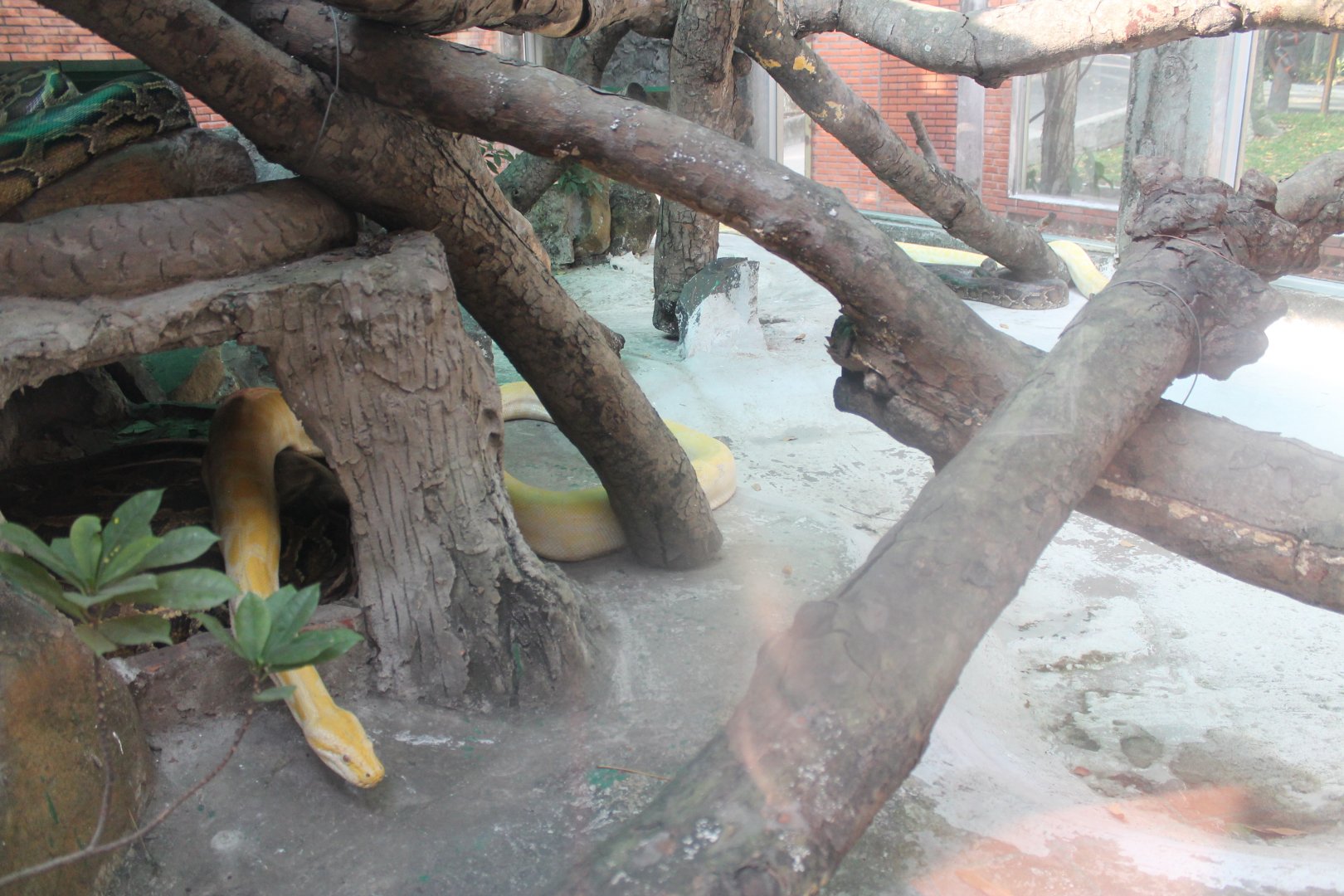 one of the Burmese Python enclosures in the Reptile House