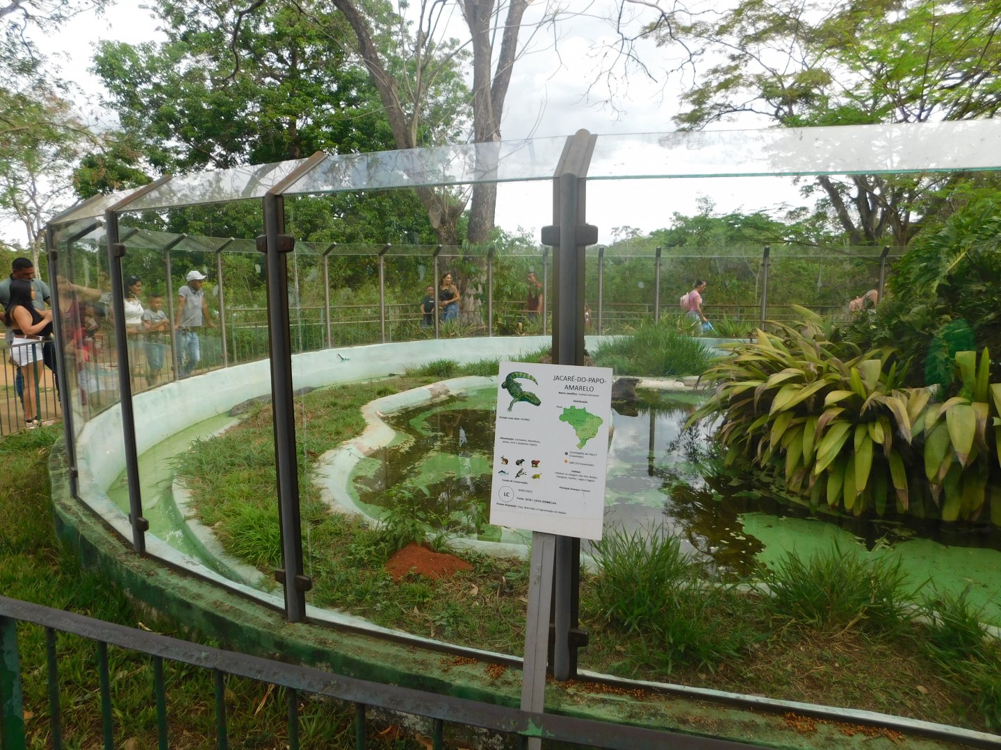 One of the caiman exhibits in the zoo - Brasilia zoo