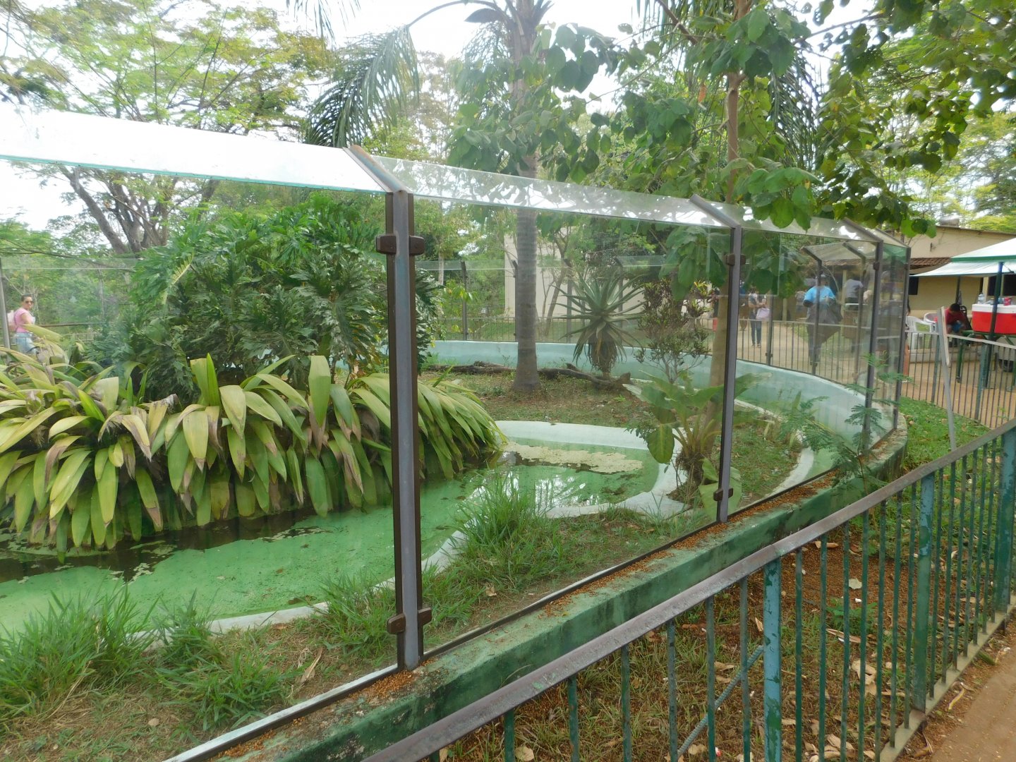One of the caiman exhibits in the zoo - Brasilia zoo