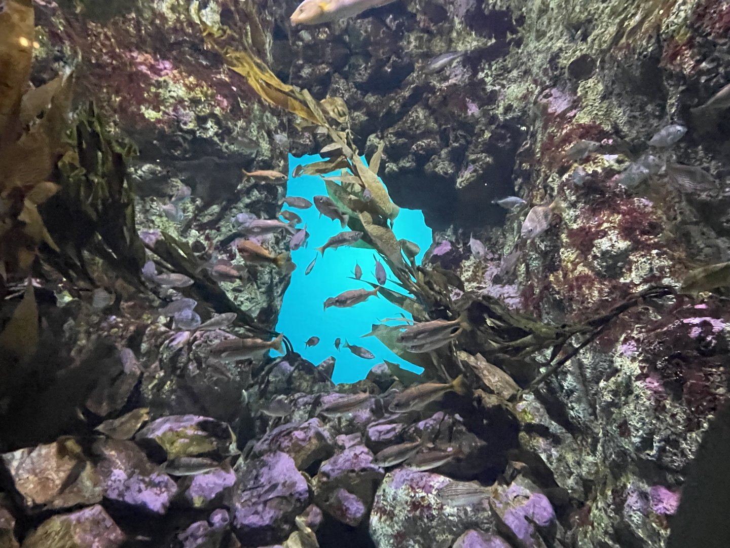 One of the california tanks