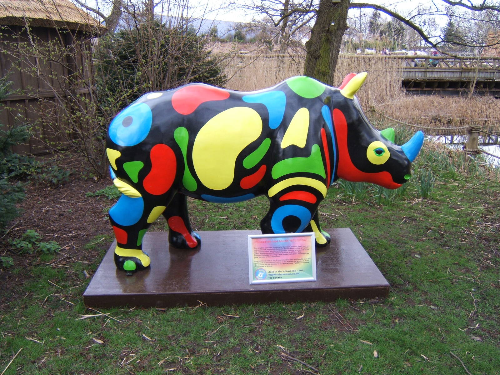 One of the Chester Rhinos